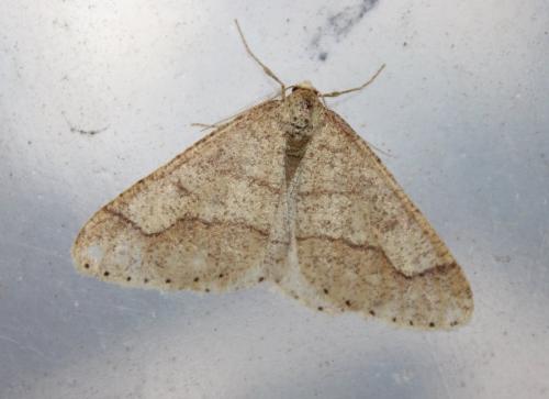 Réf. 217 949 : Agriopis marginaria
